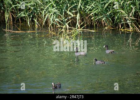 An idyllic scene of a tranquil pond in a lush green meadow, featuring several ducks gliding on the surface of the water Stock Photo