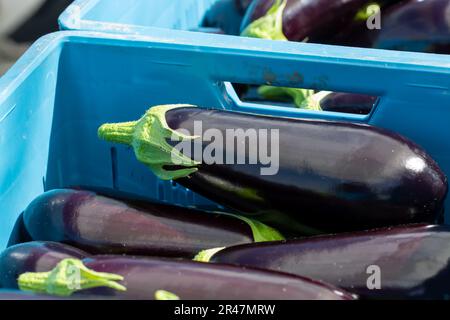 Harvesting of ripe purple eggplants vegetables in Dutch organic greenhouse, eggplants in blue plastic boxes Stock Photo