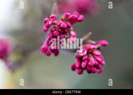 A closeup of viburnum farreri flowers growing in a field with a blurry background Stock Photo