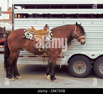Brown horse side view  with saddle, stirrups, blanket is tied next to transport waiting for rider. You see him standing with mane and tale groomed. Stock Photo