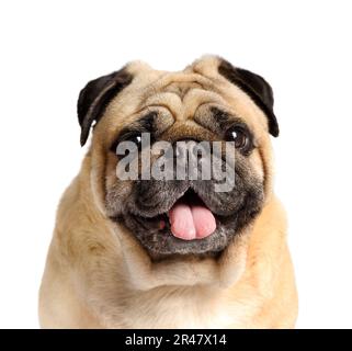 Portrait of a purebred friendly cute funny pug with his tongue hanging out on a white background, close-up. Stock Photo