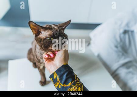 closeup shot of an owner cuddling her beloved Devon rex cat. High quality photo Stock Photo