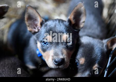 Black kelpie hot sale puppy