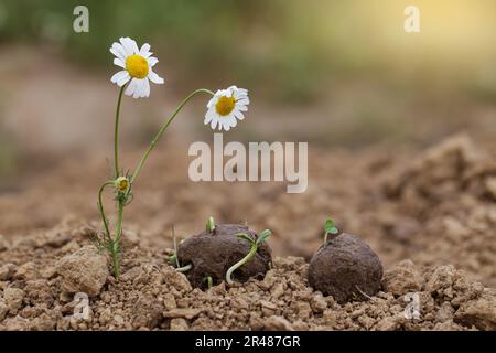 Guerrilla gardening. Chamomile wild flowers Plants sprouting from a seed ball. Seed bombs on dry soil. Stock Photo
