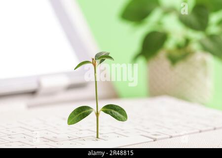 Green information technology. Green information technology Environmentally Sustainable IT. Green plant growing on white keyboard. Stock Photo