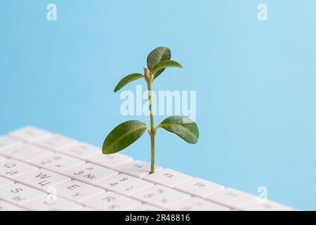 Green information technology. Environmentally Sustainable IT. Copy space. Green plant growing, white keyboard on blue background Stock Photo