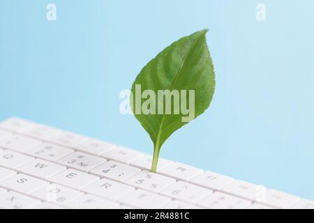 Green information technology. Environmentally Sustainable IT. Green plant growing, white keyboard on blue background Stock Photo