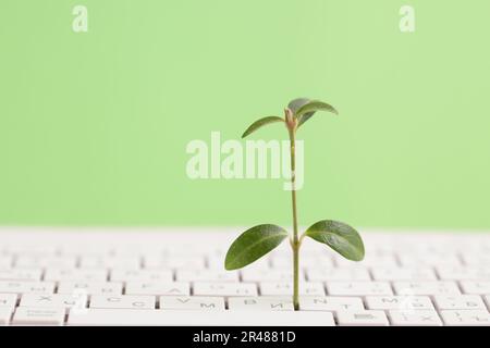 Green information technology. Environmentally Sustainable IT. Copy space. Green plant growing, white keyboard on green background Stock Photo