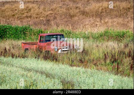 Rusty, old pickup truck abandoned in a field of old grass. Pitt Meadows, B. C., Canada. Stock Photo