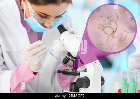 Laboratory worker using modern microscope to examine helminths indoors. Zoomed view on parasitic worms Stock Photo
