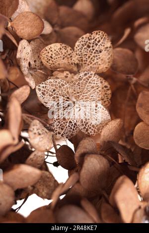 Closeup view of beautiful dried hortensia flowers Stock Photo