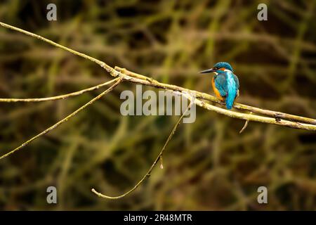An Azure kingfisher (Ceyx azureus) perched on a tree branch Stock Photo