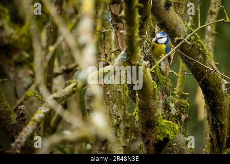 An Azure kingfisher (Ceyx azureus) perched on a tree branch Stock Photo