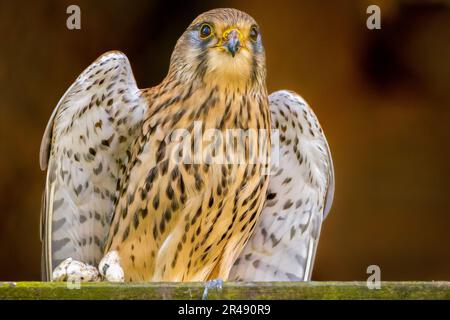 An adult common kestrel stands on a log, with its head held high and its eyes looking off into the distance Stock Photo