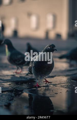 A flock of pigeons on the wet ground after rain in a city setting. Stock Photo