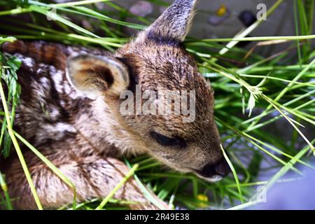 Knetzgau, Germany. 15th May, 2023. A fawn about two days old is lying on some grass in a laundry basket. Fawn rescuers have brought it out of the field to safety before the first cut with the mower. Modern technology is currently being used to search meadows in Bavaria to prevent fawns from being killed during mowing. (to dpa: 'Before the mower approaches: Search for fawns in the meadow') Credit: Pia Bayer/dpa/Alamy Live News Stock Photo