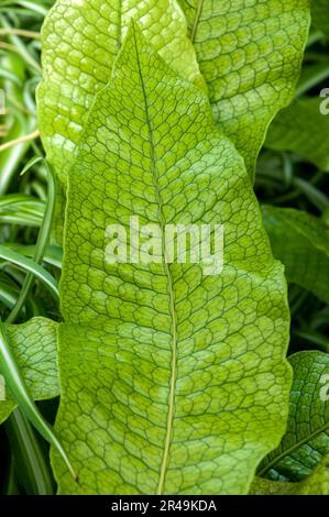 Sydney Australia, close-up of a patterned leaf of microsorum musifolium crocodyllus fern Stock Photo