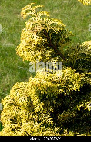 Japanese Cypress, Hinoki Cypress, False Cypress, Chamaecyparis obtusa 'Confucius', Cypress, Foliage, Spring, Tree, Cultivar, Branch Stock Photo