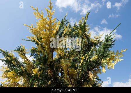 Alaska Cedar, Alaska Cypress, Chamaecyparis nootkatensis 'Argenteovariegata', Nootka Cypress Stock Photo