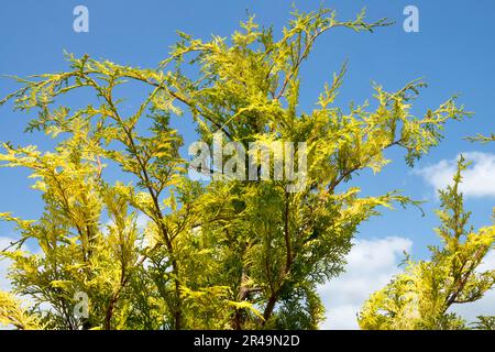 Chamaecyparis obtusa 'Meroke Twin' Japanese Cypress Chamaecyparis 'Meroke Twin' golden yellow twigs Stock Photo
