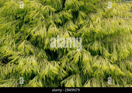 Lawson Cypress, Background, Foliage Stock Photo