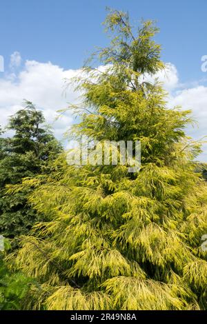 Golden yellow Lawson Cypress, Chamaecyparis lawsoniana 'Karaca' Lawson False Cypress Tree Spring Oregon Cypress Stock Photo