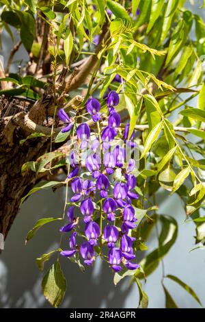 Blooming Chinese Wisteria and Japanese Wisteria Floribunda Macrobotrys . Violet flowers close up. Selective focus Stock Photo