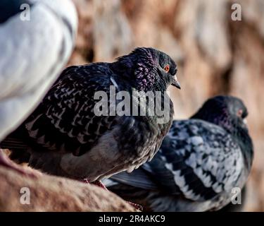 A flock of pigeons perched in a row on a stone ledge overlooking a cityscape dominated by a large building Stock Photo