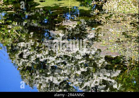 Weeds, grass, and flowers, reflected in a pond Stock Photo