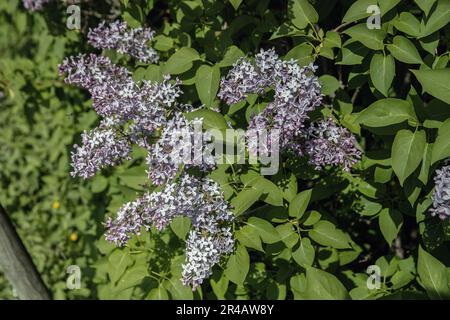 Lilac Blossoms (syringa vulgaris) Stock Photo