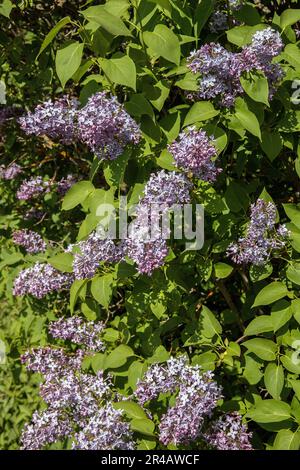 Lilac Blossoms (syringa vulgaris) Stock Photo