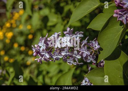 Lilac Blossoms (syringa vulgaris) Stock Photo