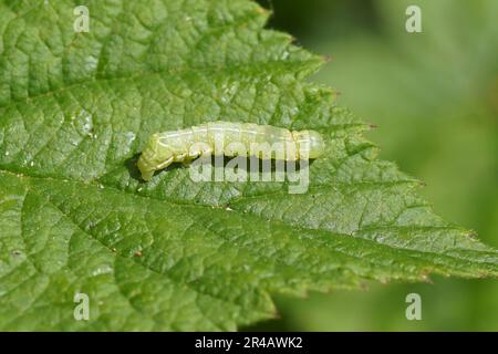 Caterpillar of the copper underwing, humped green fruitworm, pyramidal green fruitworm (Amphipyra pyramidea). On a raspberry leaf. Netherlands, Spring Stock Photo