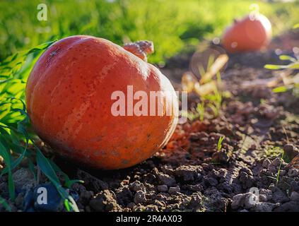 Two ripe pumpkins lying in a lush green grassy field, perfect for autumn harvest celebrations Stock Photo