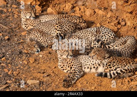 A beautiful cheetah family lying on the ground in the Cabarceno Natural Park in Cantabria, Spain Stock Photo