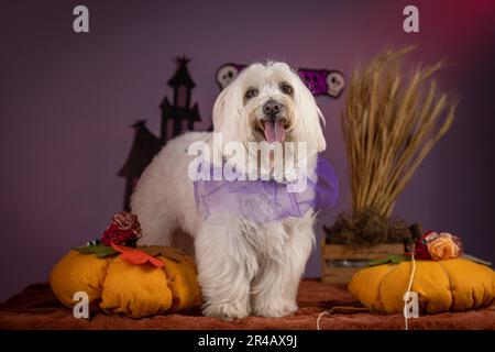 Adorable small white puppy with a purple bow perched on a chair, surrounded by a collection of autumnal orange pumpkins Stock Photo