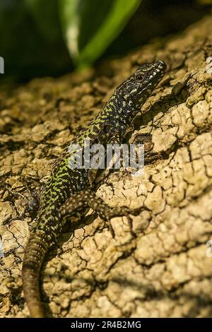 Common Lizard Stock Photo