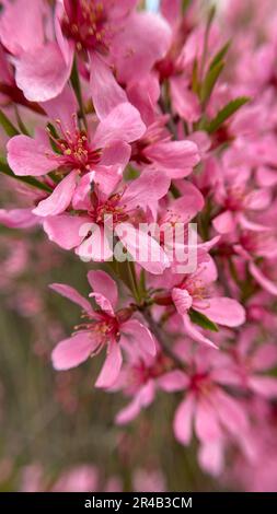 A close-up of dwarf Russian almond flowers (Prunus tenella) in a garden Stock Photo