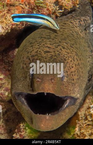 Symbiotic behaviour Symbiosis of giant moray (Gymnothorax javanicus) with open mouth looks directly at observer lets cleaner wrasse bluestreak Stock Photo