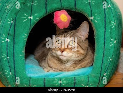 Short-haired striped tabby female cat, Maya, resting in her cat house in St. Paul, Minnesota USA. Stock Photo