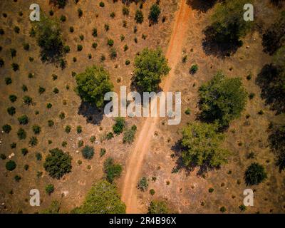 An aerial view captures a quiet country road, lined with an abundance of trees in the middle of a vast field Stock Photo