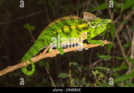 Antimena chameleon (Furcifer antimena), male, on branch in dry forest of Ifaty-Mangily, South Madagascar, Madagascar Stock Photo