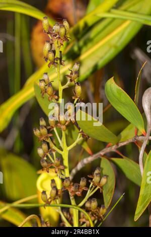 Inflorescence of a carnivorous pitcher plant (Nepenthes madagascariensis), near Toamasina, Eastern Madagascar, Madagascar Stock Photo