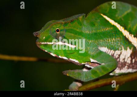Two-striped chameleon (Furcifer balteatus), male, young, Ranomafana rainforest, southern highlands, Madagascar Stock Photo