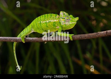 Rediscovered male voeltzkow's chameleon (Furcifer voeltzkowi ...