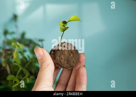 Woman is holding fresh produced Seed Balls or Seed Bombs on blue background. Copy space Stock Photo