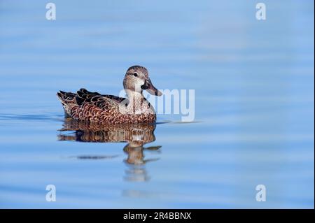 Blue-winged Teal (Anas discors), female, Florida, USA Stock Photo