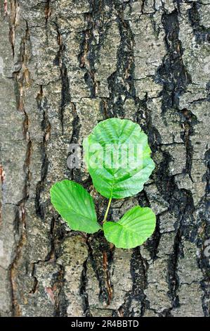 Black alder (Alnus glutinosa), bark and leaves, North Rhine-Westphalia, Black alder, Red alder, Germany Stock Photo