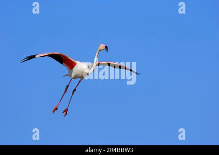 Greater flamingo (Phoenicopterus ruber roseus), Camargue, Provence, southern France, free-ranging Stock Photo