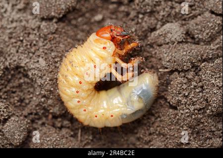 Common Cockchafer (Melolontha melolontha), larva, North Rhine-Westphalia, Germany, Maybug Stock Photo